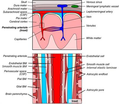 The Role of Basement Membranes in Cerebral Amyloid Angiopathy